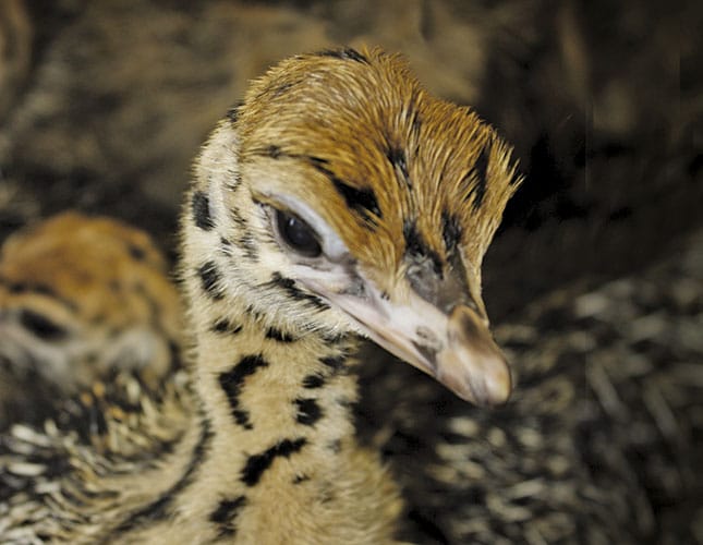 Small-scale ostrich farming success Small-scale ostrich farming success