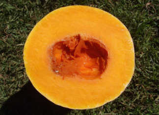 The strange history of the butternut