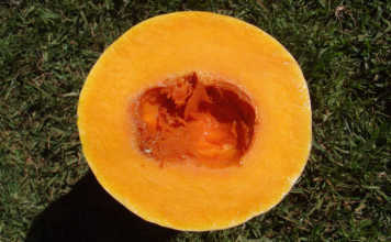 The strange history of the butternut