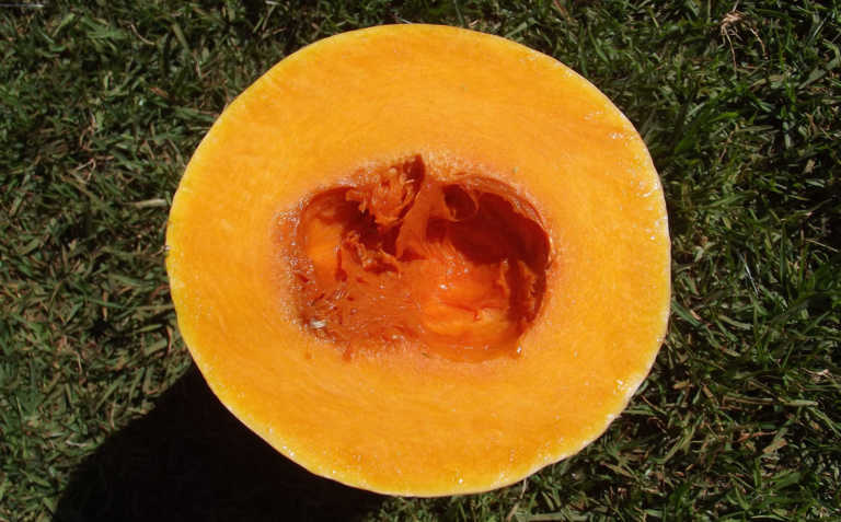 The strange history of the butternut The strange history of the butternut