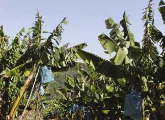 Challenges of banana farming in South Africa