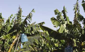 Challenges of banana farming in South Africa