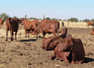 Using kraal manure as fertiliser
