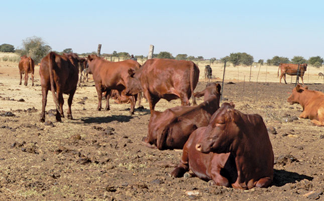 Using kraal manure as fertiliser Using kraal manure as fertiliser