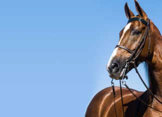 why does your horse shake its head