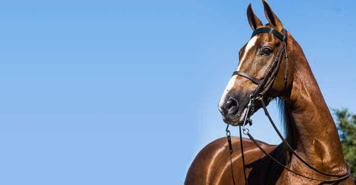 why does your horse shake its head