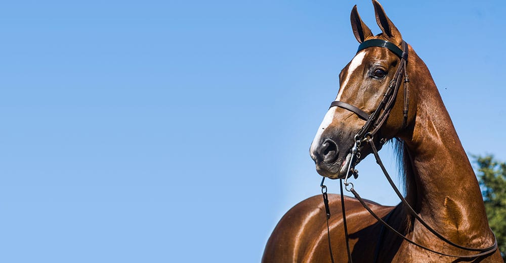why does your horse shake its head