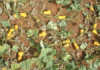 Producing butternuts: Spacing, yield, diseases