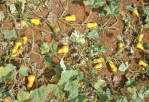 Producing butternuts: Spacing, yield, diseases