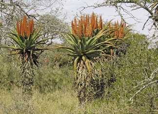 Aloes boost tourism for local town