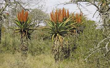 Aloes boost tourism for local town
