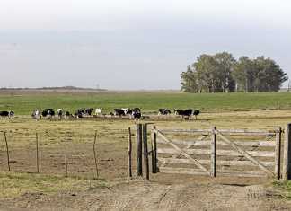 From corner supermarket to global dairy business