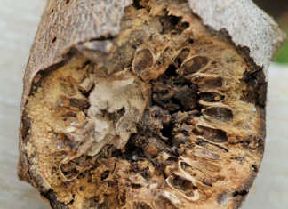 What you need to know about plant galls