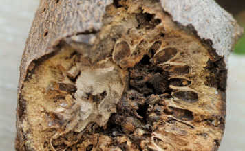 What you need to know about plant galls