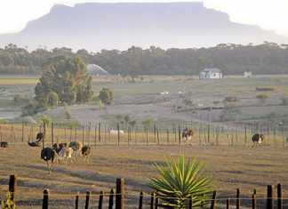 Making the most of the ostrich