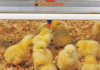 Vaccinating poultry during the rearing period Vaccinating poultry during the rearing period