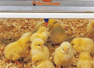 Vaccinating poultry during the rearing period