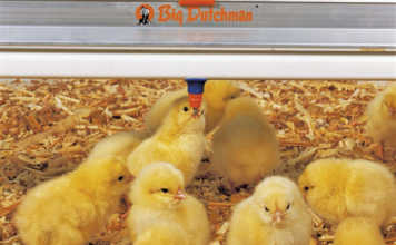 Vaccinating poultry during the rearing period
