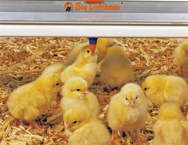 Vaccinating poultry during the rearing period Vaccinating poultry during the rearing period