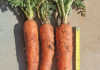 Deeper roots, better carrots