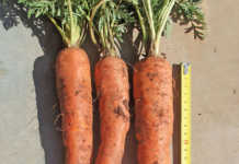 Deeper roots, better carrots