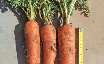 Deeper roots, better carrots