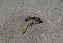 Know your crop pests: African army worm