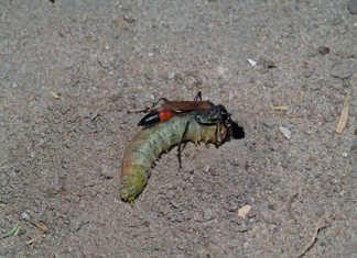 Know your crop pests: African army worm