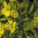 Canola: Fields of gold