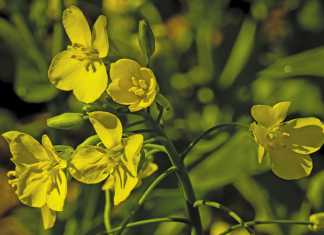 Canola: Fields of gold