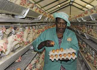 From backyard farmer to commercial producer