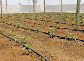 Collective farming at its best