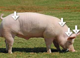 Injecting pigs the correct way
