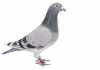 The-pigeon-fanciers’-mecca