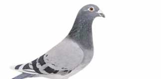 The-pigeon-fanciers’-mecca