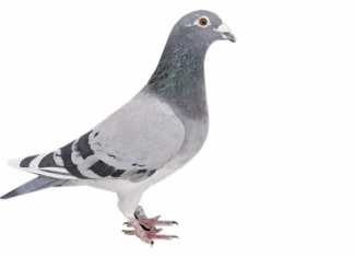 The-pigeon-fanciers’-mecca