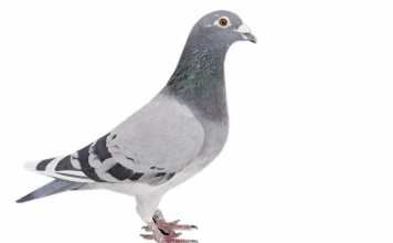 The-pigeon-fanciers’-mecca