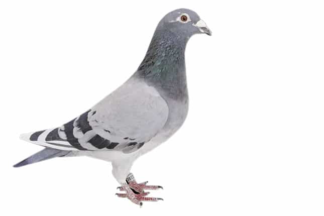 The pigeon fanciers’ mecca The pigeon fanciers’ mecca