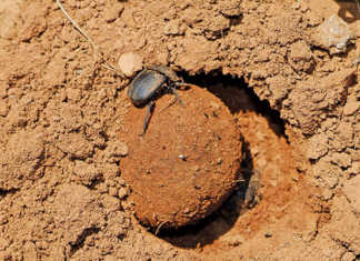 How dung beetles can help you