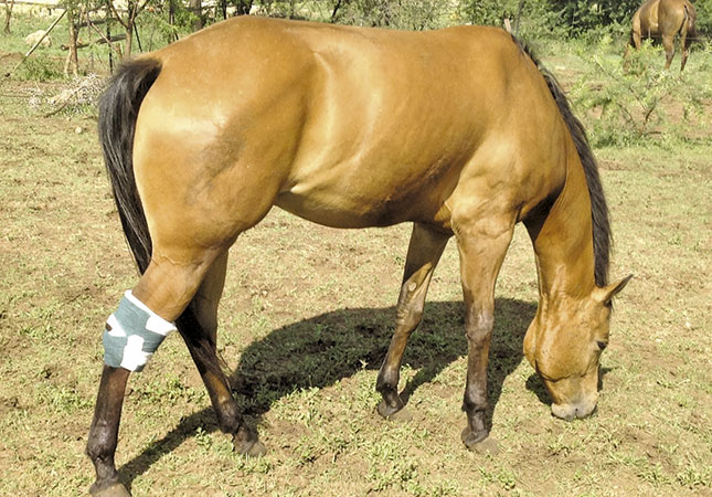 Hocks: Painful horse injury Hocks: Painful horse injury