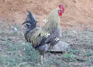 Tips on how to inject chicken