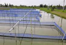 Growing-fish-in-salt-water