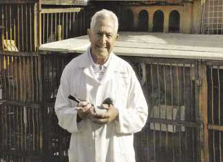 Keeping your pigeons healthy