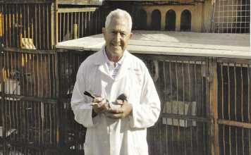 Keeping your pigeons healthy