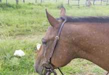 New remedies for horse skin ailments