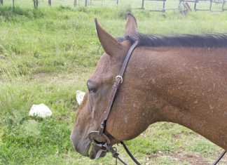 New remedies for horse skin ailments