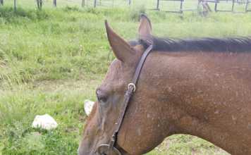 New remedies for horse skin ailments
