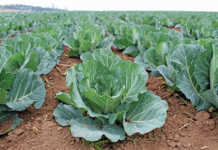 Vegetable sowing and planting guide