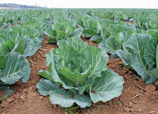 Vegetable sowing and planting guide