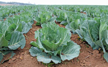 Vegetable sowing and planting guide